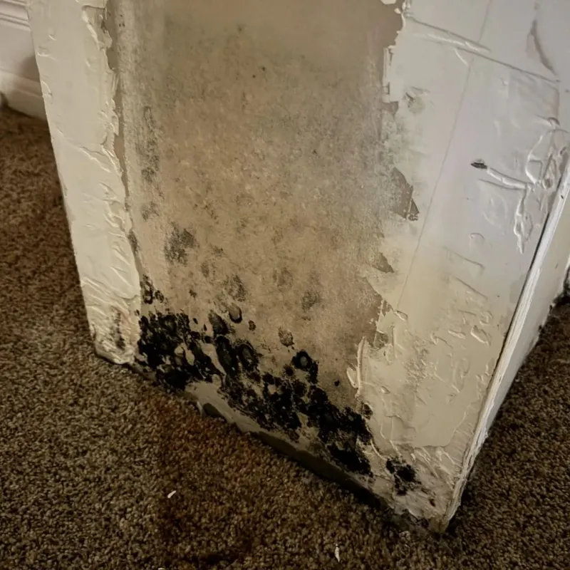 Professional Mold Removal in Richland, MS